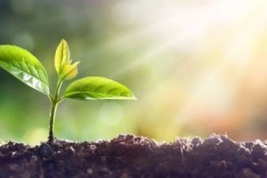 Những hiểu biết mới về cách Phytochromes giúp thực vật