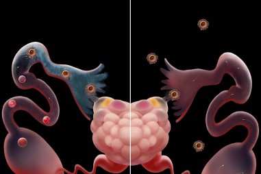 Nghiên cứu mới về quá trình vận chuyển trứng của ống dẫn trứng