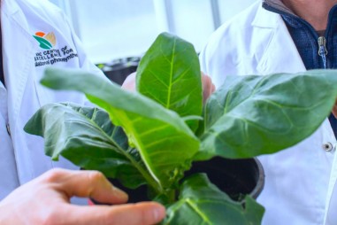 Sản xuất proton rubisco có thể tăng cường việc thu nhận CO2