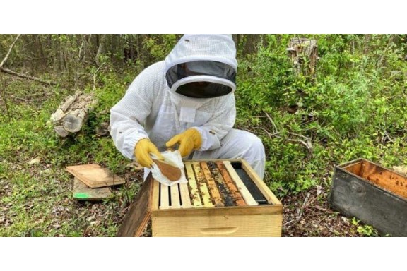 Công nghệ tí hon bảo vệ loài ong khỏi thuốc diệt côn trùng