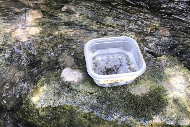 Các nhà sinh học tìm ra ốc sên xâm nhập bằng kỹ thuật phát hiện ADN mới