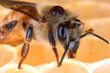 Diệt ký sinh trùng trên ong mật bằng nấm thay vì hóa chất