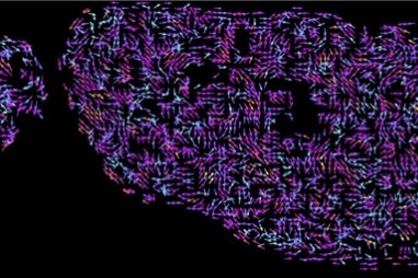 Hệ gene giống một cuốn sách mở như thế nào? Phát hiện về hệ thư viện của các tế bào