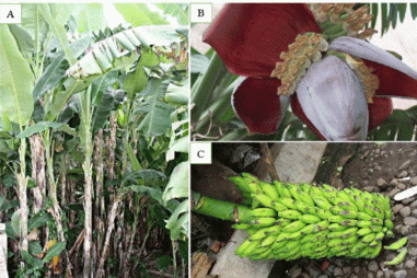 Nghiên cứu tác dụng ức chế sỏi tiết niệu của cao chiết quả chuối hột