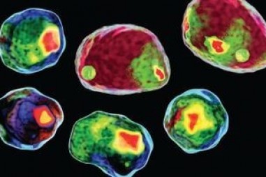 Phương pháp đo tế bào dòng chảy để sàng lọc thuốc