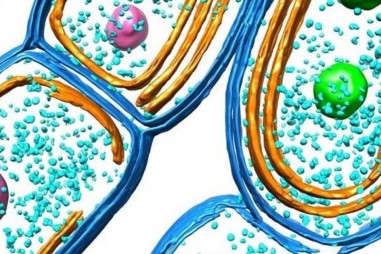 Cái nhìn sâu sắc mới về màng quang hợp ở vi khuẩn