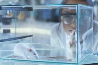 Các nghiên cứu về động vật không thể chuyển sang con người  nếu không xem xét về thời gian