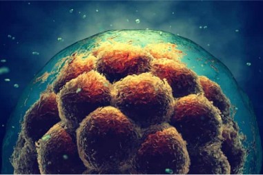 Nới lỏng giới hạn thời gian nuôi cấy phôi thai người trong phòng thí nghiệm