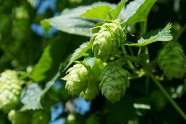 Các hợp chất chiết xuất từ hoa bia hứa hẹn  cho phương pháp điều trị bệnh gan thông thường