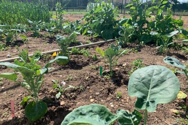 Phát hiện tiềm năng chỉnh sửa gen trong cây trồng