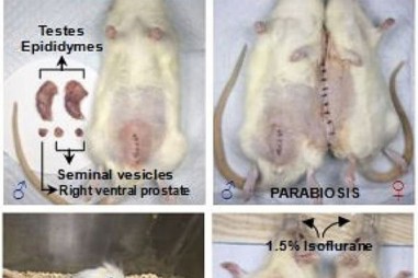 Thí nghiệm "làm chuột đực có thai" ở Trung Quốc gây phẫn nộ