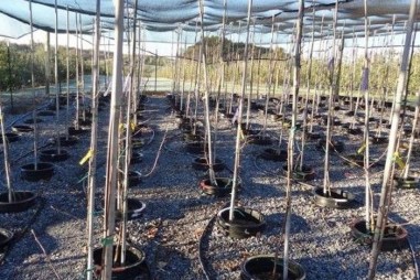 Phân trộn cải thiện tính bền vững của vườn táo