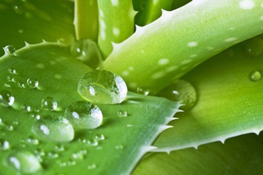 Quan ngại với dự thảo liên quan đến thực vật chứa dẫn xuất hydroxyanthracene