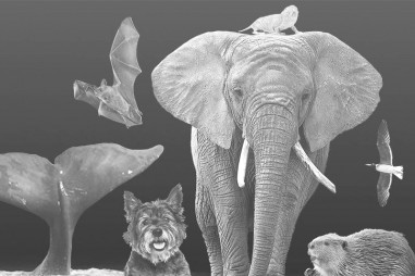 Bí mật di truyền của các loài động vật sống lâu nhất