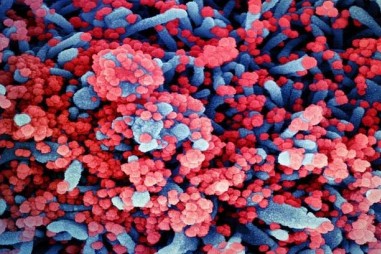 Đột biến giúp nCoV lây nhiễm tế bào theo cách mới