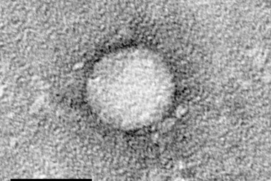 Phát hiện mới về cách protein STING tấn công virus và tế bào ung thư