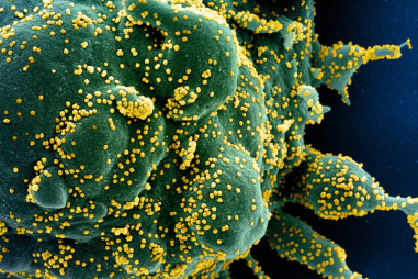 Nghiên cứu thử nghiệm thuốc chống sán dây để diệt corona