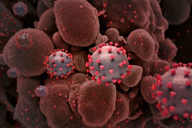 Kháng thể coronavirus có thể là điểm khởi đầu cho các loại vaccine đa năng