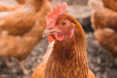 Nghiên cứu xác định genotype một số virus RNA gây bệnh truyền nhiễm ở gia cầm