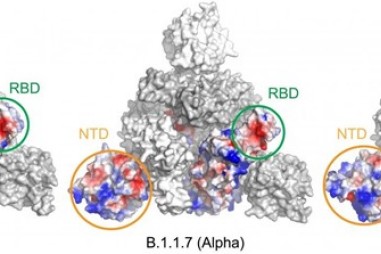 Nhận diện cấu trúc trong các biến thể SARS-CoV-2 Alpha và Beta