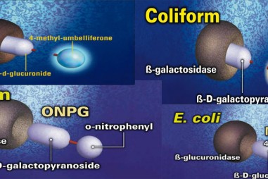 Phát hiện E.Coli và coliforms bằng công nghệ cơ chất đặc hiệu