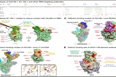 Tìm thấy siêu kháng thể có thể chống lại các biến thể Sars-CoV-2