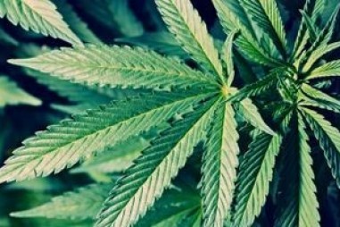 Nghiên cứu mới về Cần sa cho thấy một số tác dụng đối với trí nhớ