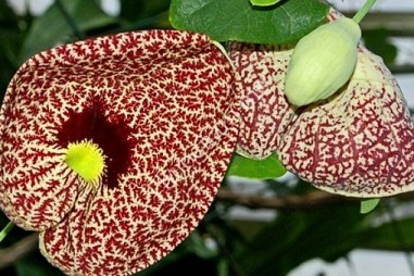 Nghiên cứu phân loại, mối quan hệ phát sinh loài và tiến hóa của chi Mộc hương ở Việt Nam