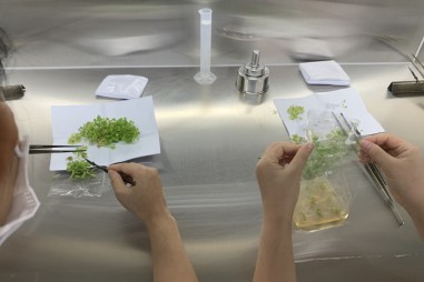 Nhân giống hoa đồng tiền bằng nuôi cấy mô tối ưu tỉ lệ sống