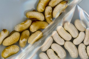 Lớp phủ giúp hạt giống chịu hạn