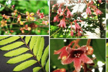 Nhân giống cây bá bệnh bằng hệ thống chiếu sáng đơn sắc