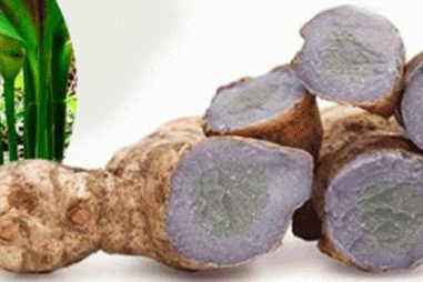 Nghiên cứu hoạt tính kháng viêm của nghệ tím