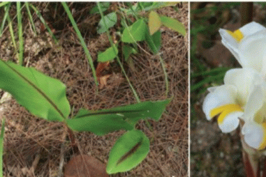 Nhân giống dược liệu quý sâm đá bằng phương pháp nuôi cấy mô