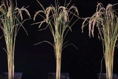 Tinh chỉnh RNA giúp cây trồng tăng năng suất