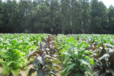 Kỹ thuật mới làm giảm hàm lượng nicotin và các hợp chất độc hại trong cây thuốc lá