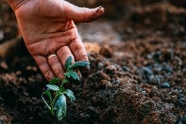 Thử nghiệm mới có thể phát hiện các hạt nhỏ nhưng độc của tro than trong đất