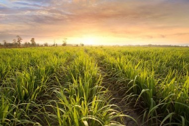 Nhiên liệu sinh học từ mía