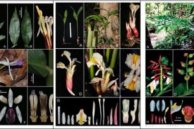 Đánh giá tính đa dạng các loài Tiểu đậu khấu thuộc họ Gừng