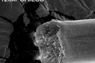 Sợi được tạo ra từ vi khuẩn: Mạnh hơn thép, dai hơn sợi kevlar