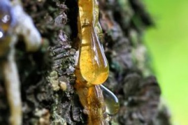 Các nhà nghiên cứu phát hiện ra nhựa làm từ cây thông Sap