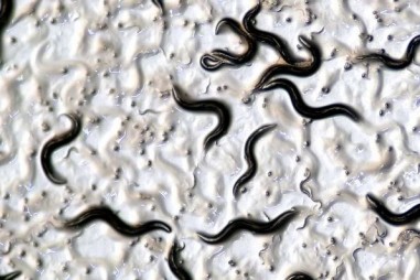 Ruồi và giun có thể giúp phát hiện ung thư?