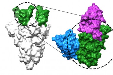 Kháng thể nano có khả năng ngăn chặn virus SARS-CoV-2