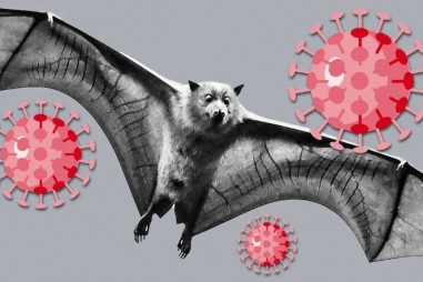Vì sao dơi có khả năng chống lại virus corona