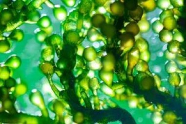 ‘Nhà máy thực vật phù du’ — từ chất dinh dưỡng đến sự phát triển của tảo