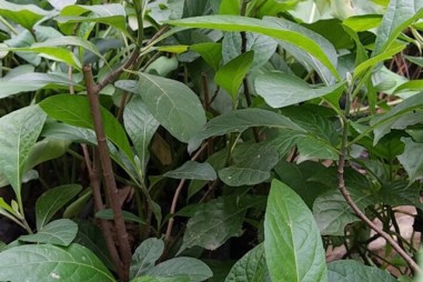 Phương pháp chiết hợp chất hỗ trợ điều trị tiểu đường từ cây lá đắng