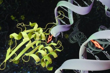 Enzyme quan trọng nắm giữ chìa khóa cho cuộc chiến chống lại bệnh ung thư và nhiễm vi-rút