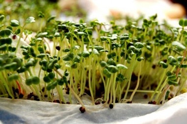 Giới thiệu và hướng dẫn cách trồng rau mầm