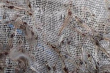 Chế phẩm mới thay thế kháng sinh phòng trị bệnh hoại tử gan tụy cấp trên tôm nuôi