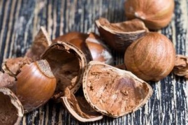 Biến vỏ hạt phỉ thành nguồn năng lượng tái tạo tiềm năng