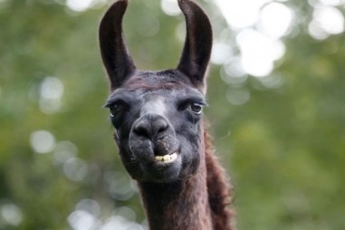 Kháng thể lạc đà vô hiệu hóa biến thể Delta